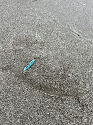 ウシノシタの釣果