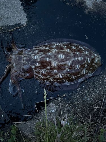 コウイカの釣果