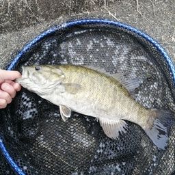 スモールマウスバス