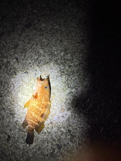 アコウの釣果