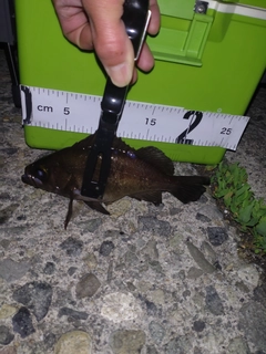 メバルの釣果
