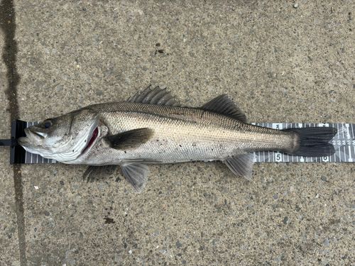 スズキの釣果