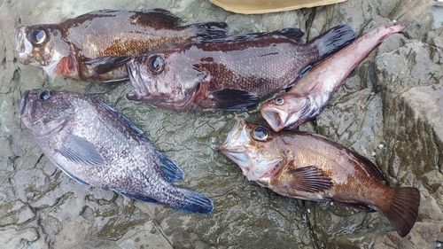 クロソイの釣果