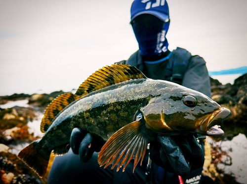 アイナメの釣果
