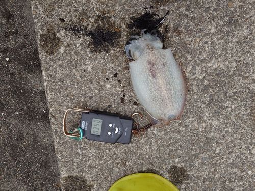 シリヤケイカの釣果