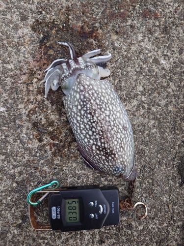 シリヤケイカの釣果