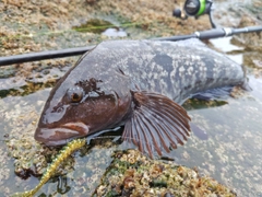 アイナメの釣果