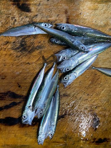 サバの釣果