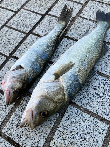 セイゴ（マルスズキ）の釣果
