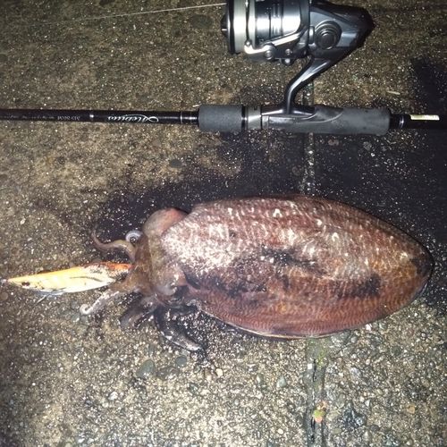 コウイカの釣果