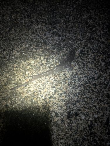 ドチザメの釣果