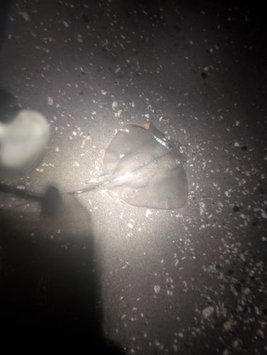 アカエイの釣果