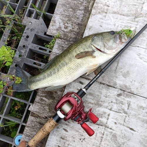 ブラックバスの釣果