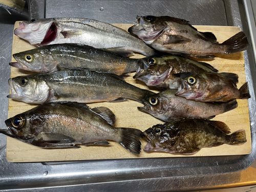 メバルの釣果