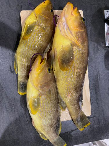 アオナの釣果