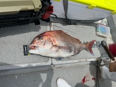 マダイの釣果