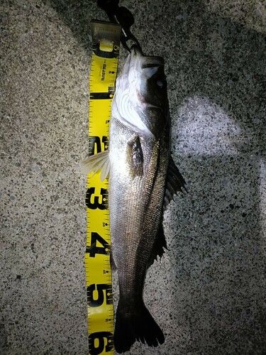 シーバスの釣果