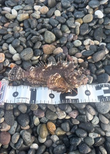 オニダルマオコゼの釣果