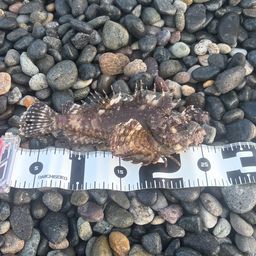 オニダルマオコゼ