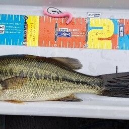 ラージマウスバス