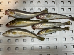 コマイの釣果