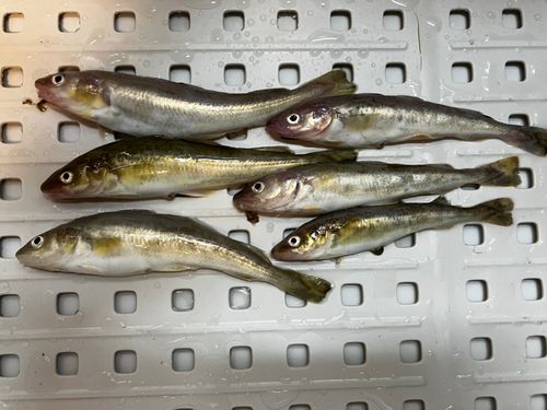 コマイの釣果