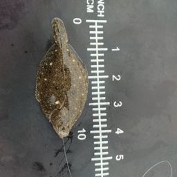 カレイ