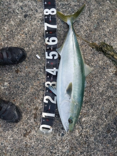 ブリの釣果