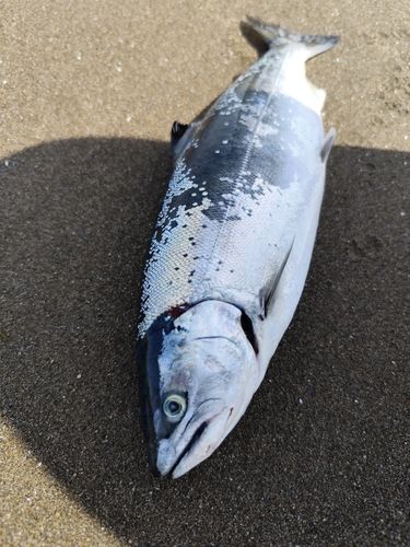 サクラマスの釣果