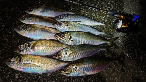 アジの釣果