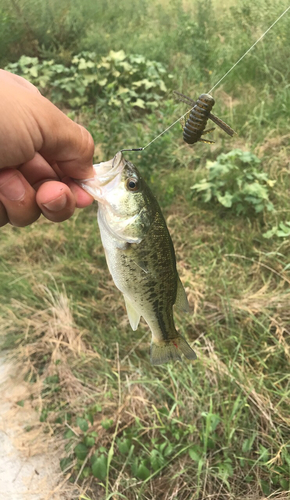 ブラックバスの釣果