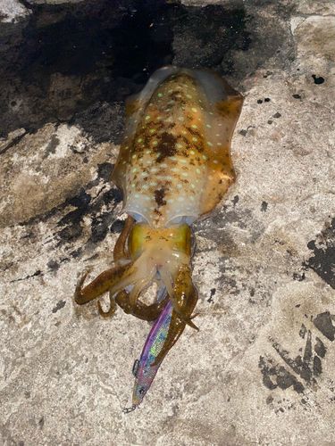 アオリイカの釣果