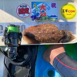 コウイカ