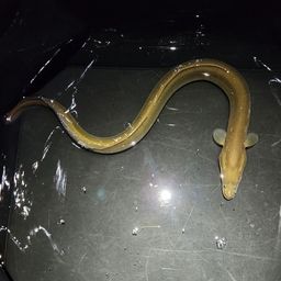 ウナギ