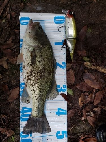 ブラックバスの釣果