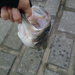 ラージマウスバス