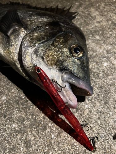 クロダイの釣果