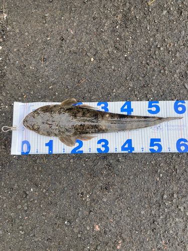 コチの釣果