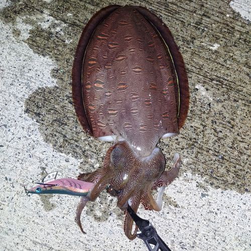 コウイカの釣果