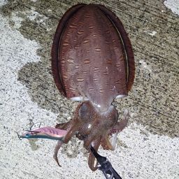コウイカ