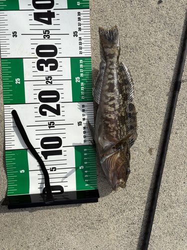 アイナメの釣果