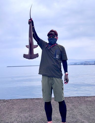 シュモクザメの釣果