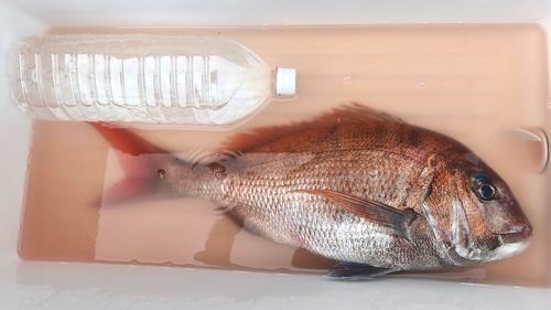 タイの釣果