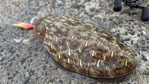 モンゴウイカの釣果