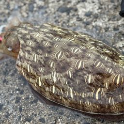 モンゴウイカ