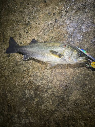 スズキの釣果