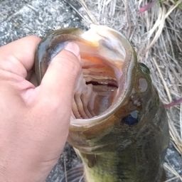 ブラックバス