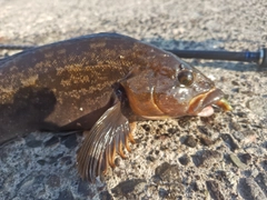 アイナメの釣果