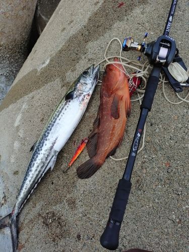 サゴシの釣果