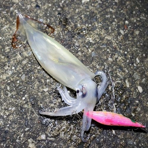 ムギイカの釣果